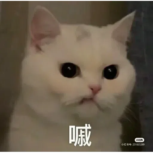 Cat meme - Sticker 6