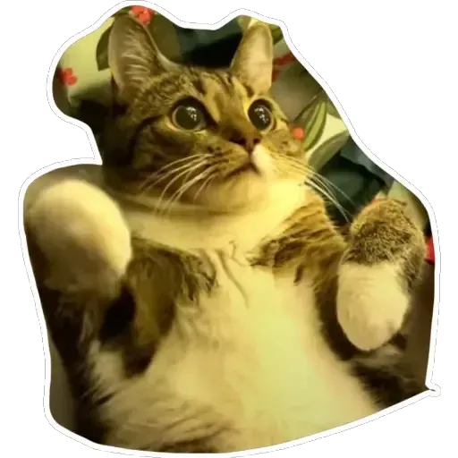 Cats4Lux - Sticker 7